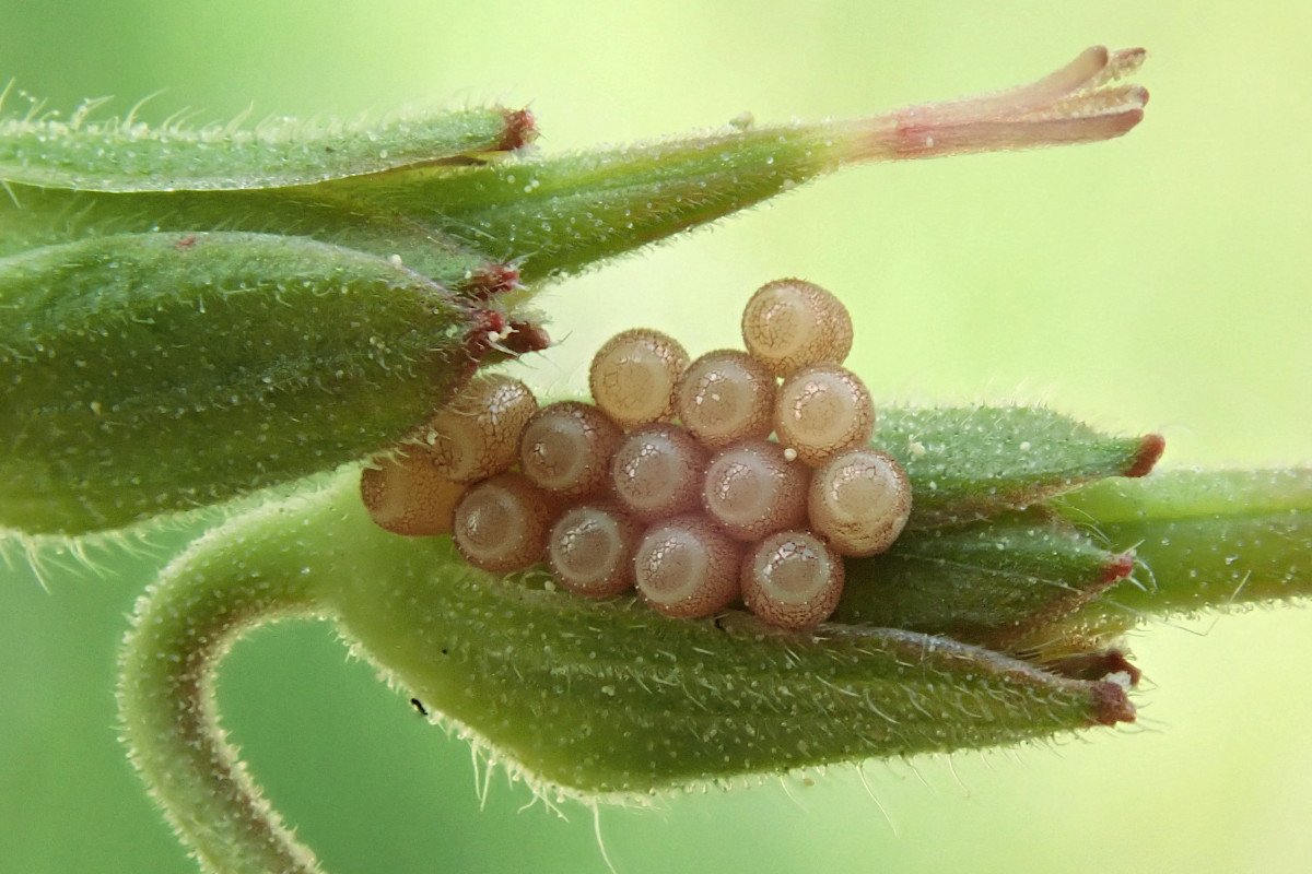 Insekteneier-a_05-2023.jpg