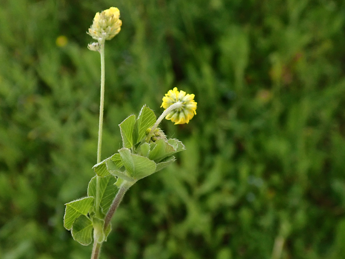 Medicago lupulina-a_05-2023.jpg