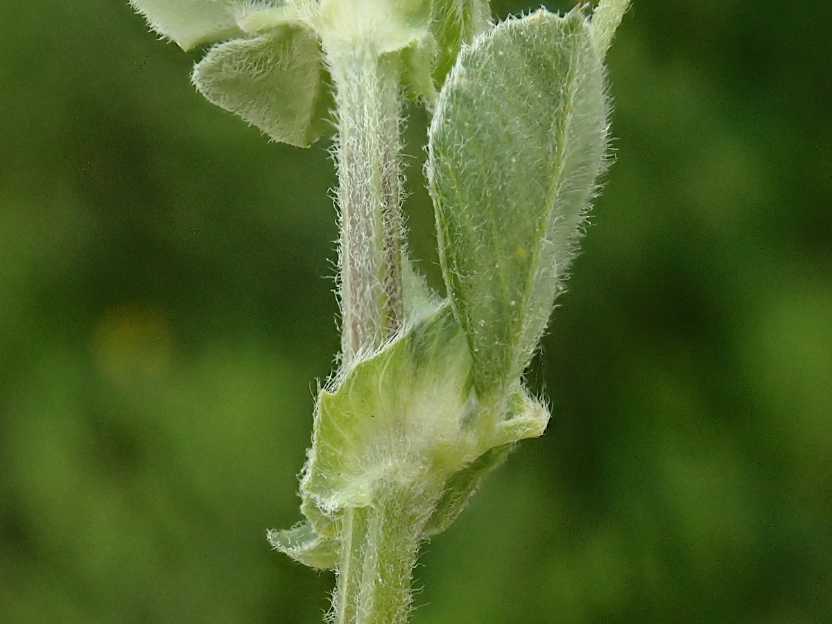 Medicago lupulina-b_05-2023.jpg