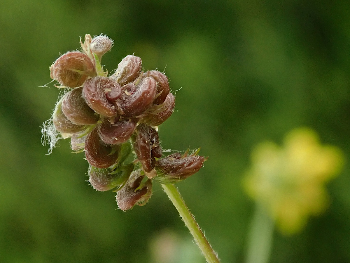 Medicago lupulina-c_05-2023.jpg