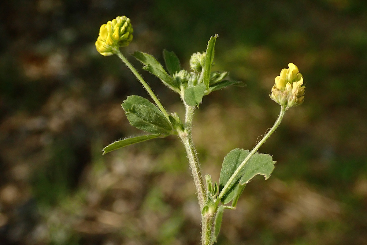 Medicago lupulina-d_05-2023.jpg