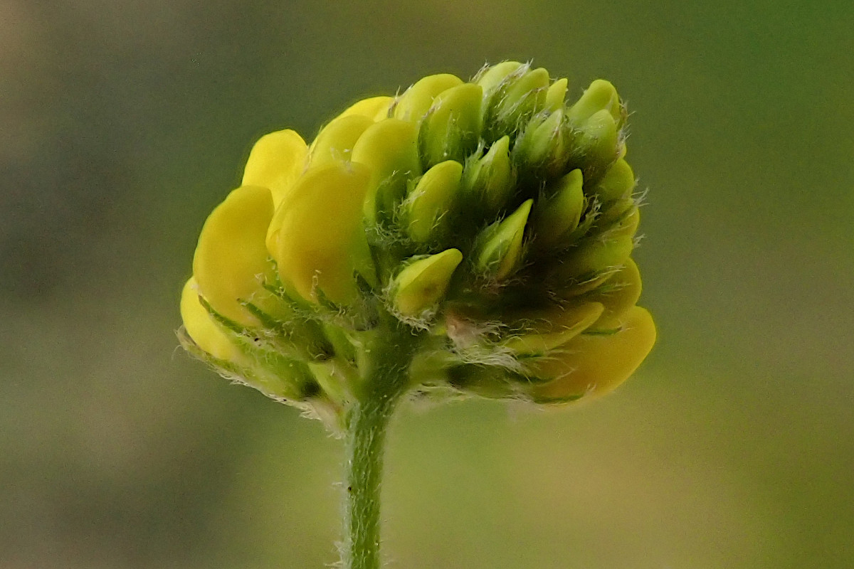 Medicago lupulina-e_05-2023.jpg