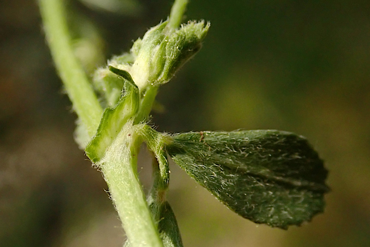 Medicago lupulina-g_05-2023.jpg