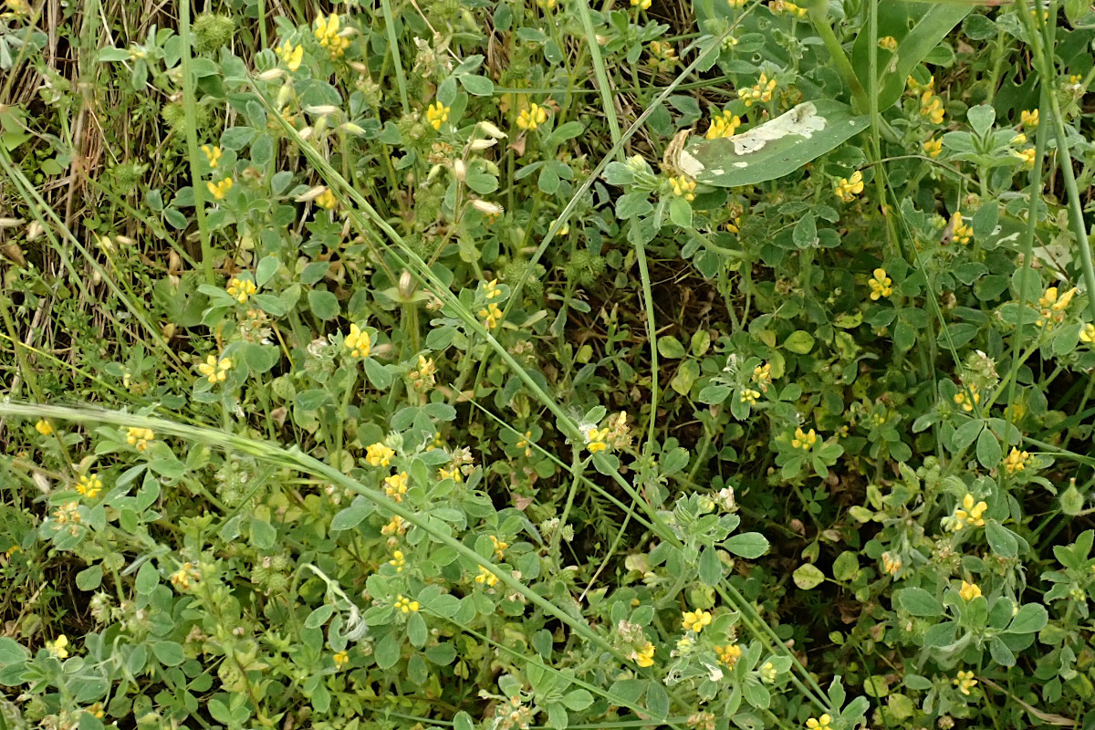 Medicago minima-a_05-2023.jpg