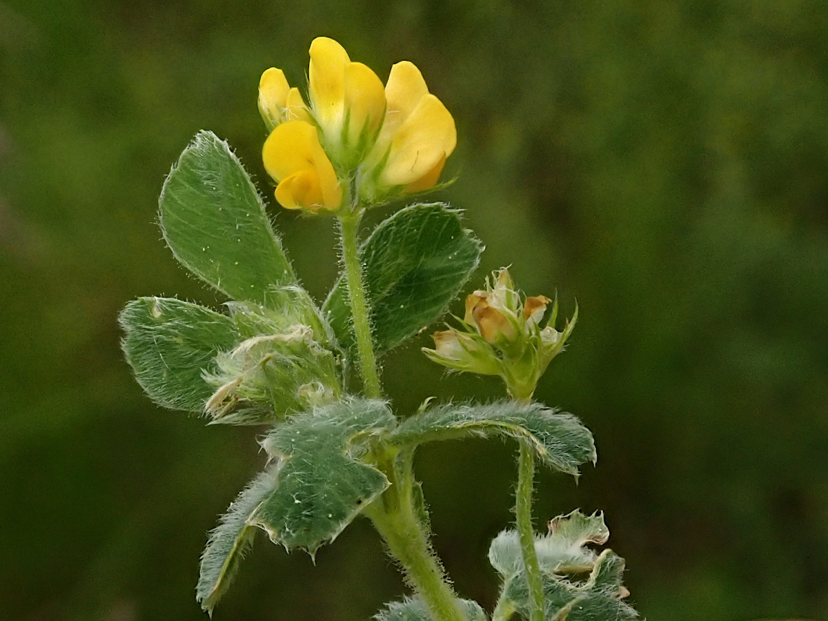 Medicago minima-b_05-2023.jpg