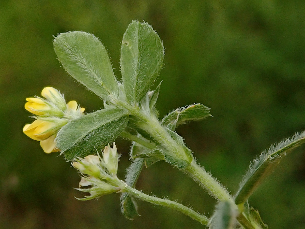 Medicago minima-c_05-2023.jpg