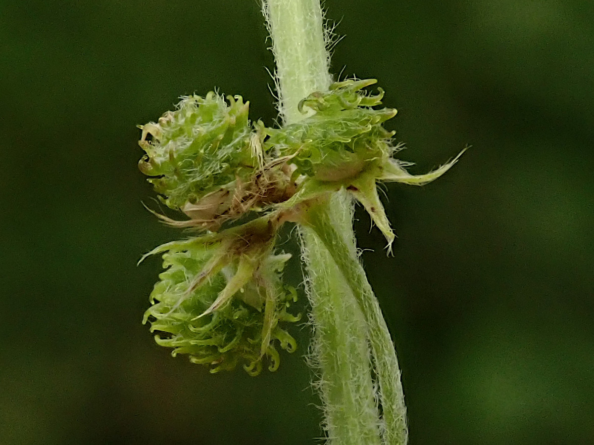 Medicago minima-d_05-2023.jpg