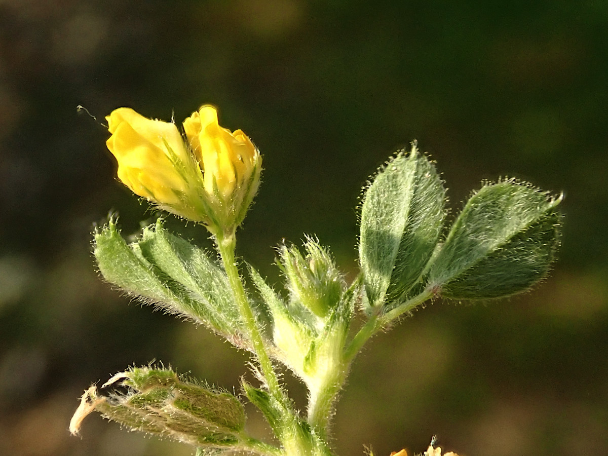 Medicago minima-e_05-2023.jpg