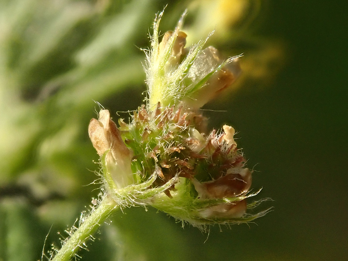 Medicago minima-f_05-2023.jpg