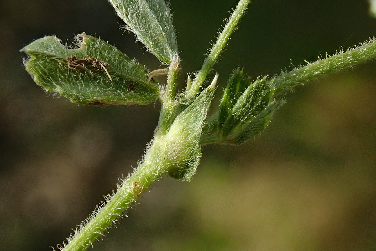 Medicago minima-g_05-2023.jpg