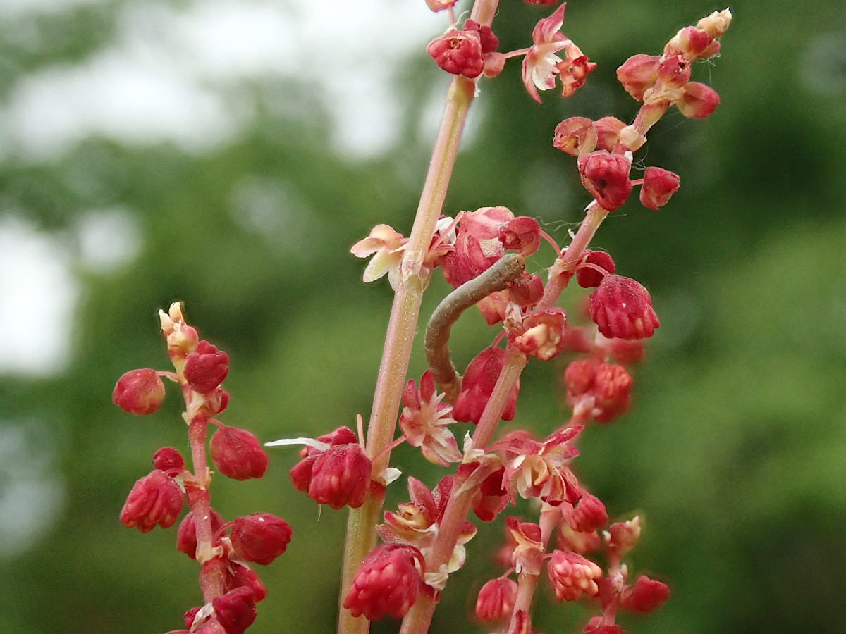 Rumex acetosella-a  männlich_05-2023.jpg