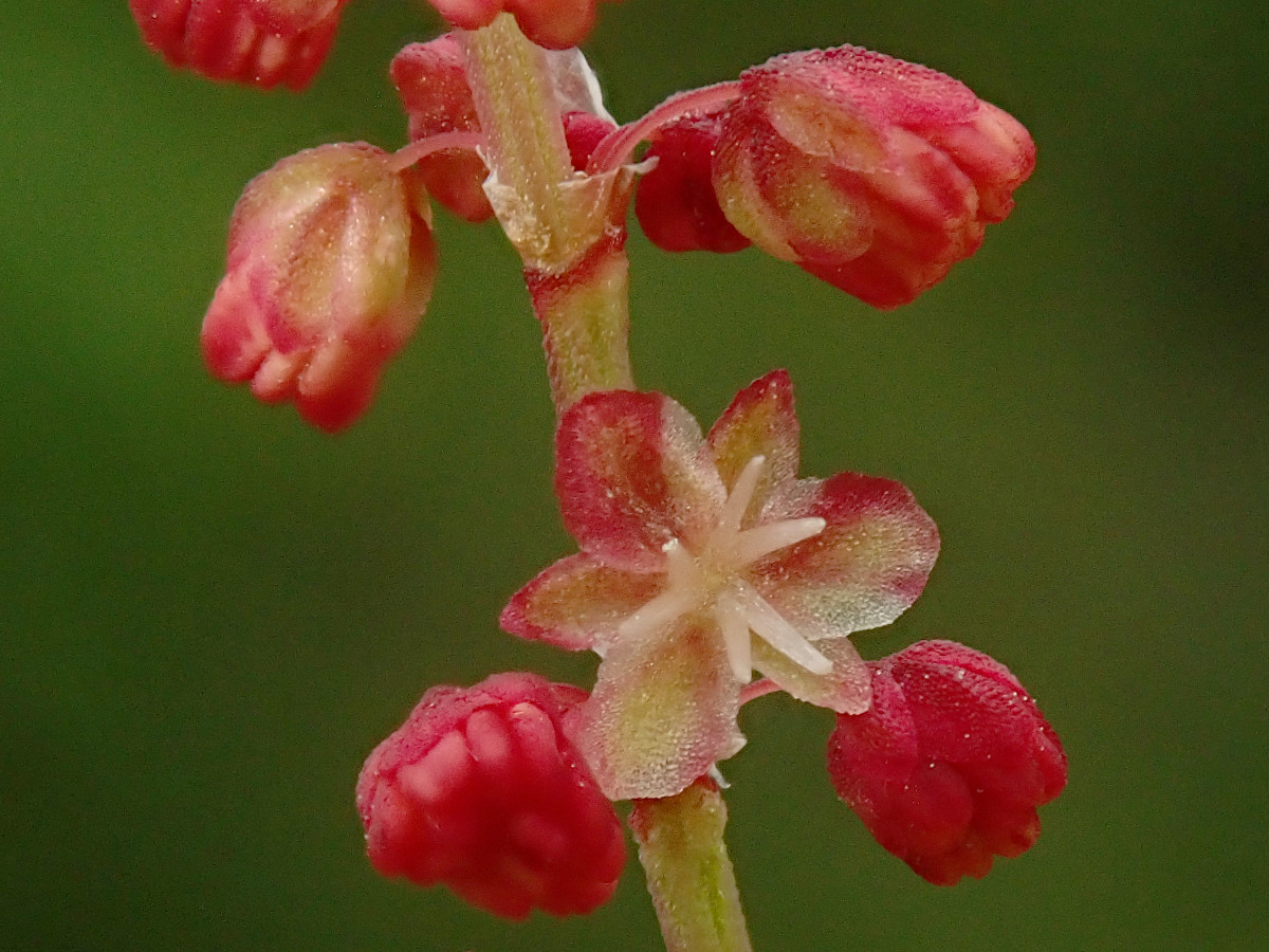 Rumex acetosella-b  männlich_05-2023.jpg