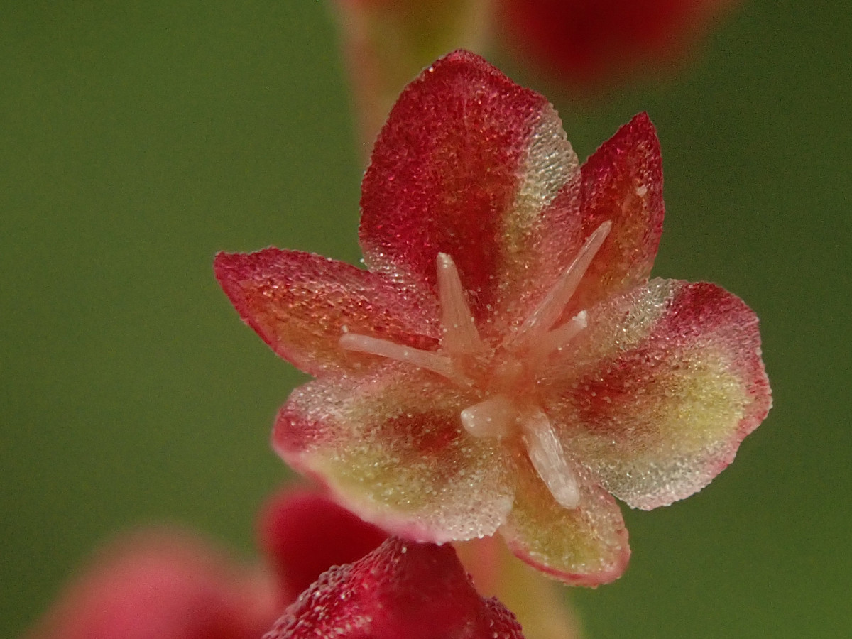 Rumex acetosella-c  männlich_05-2023.jpg