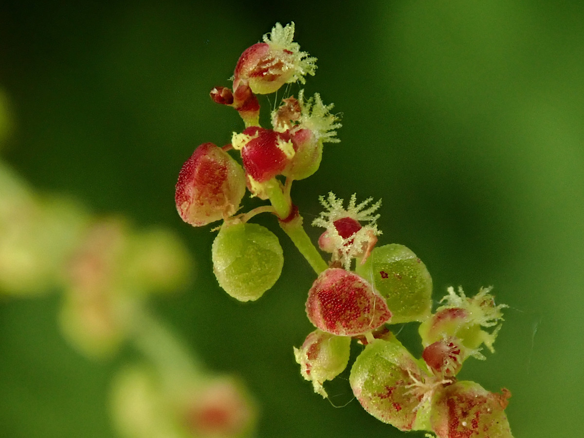 Rumex acetosella-d  weiblich_05-2023.jpg