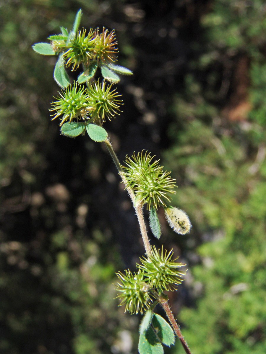 Medicago minima y Rhodos Monolithos R3672-4.jpg