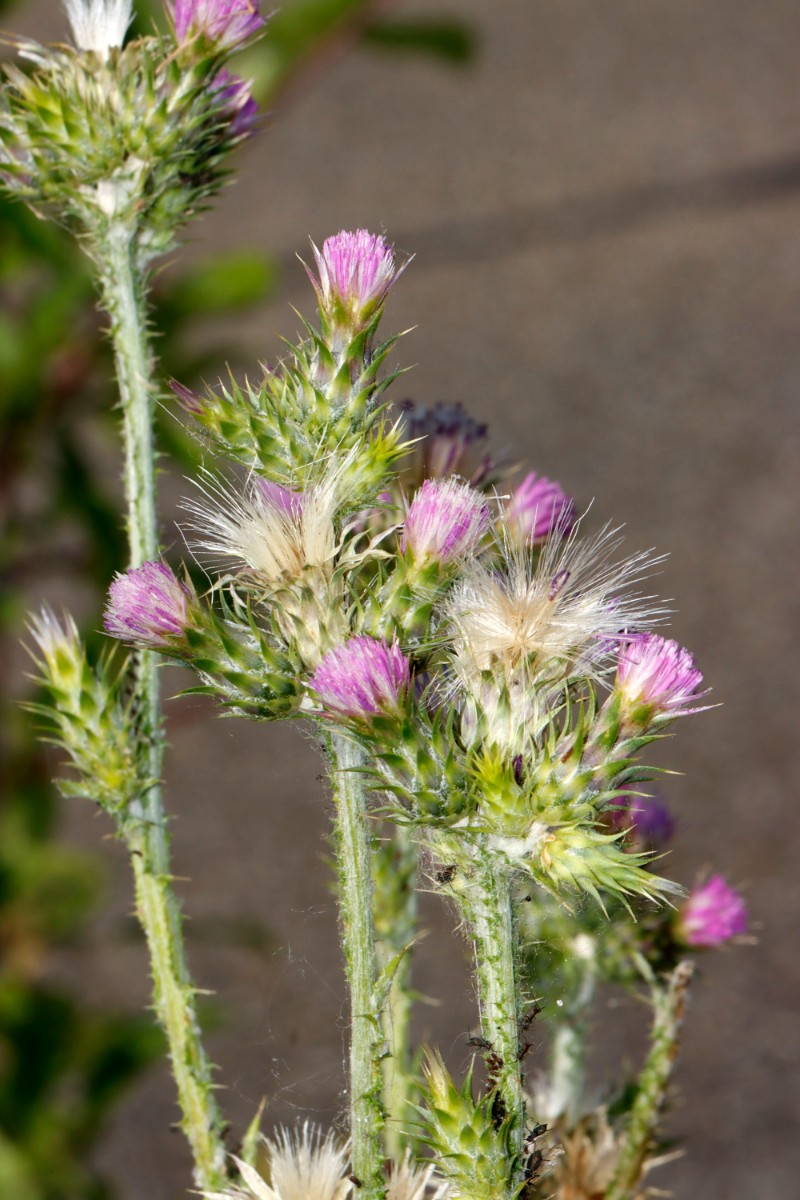 Carduus tenuiflorus Bruchsal B 35 Spargelhof Böser A01.jpg