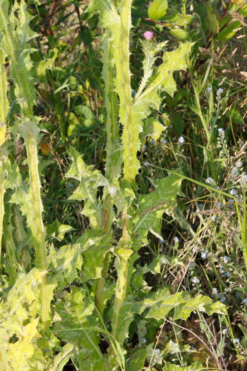 Carduus tenuiflorus Bruchsal B 35 Spargelhof Böser A02.jpg