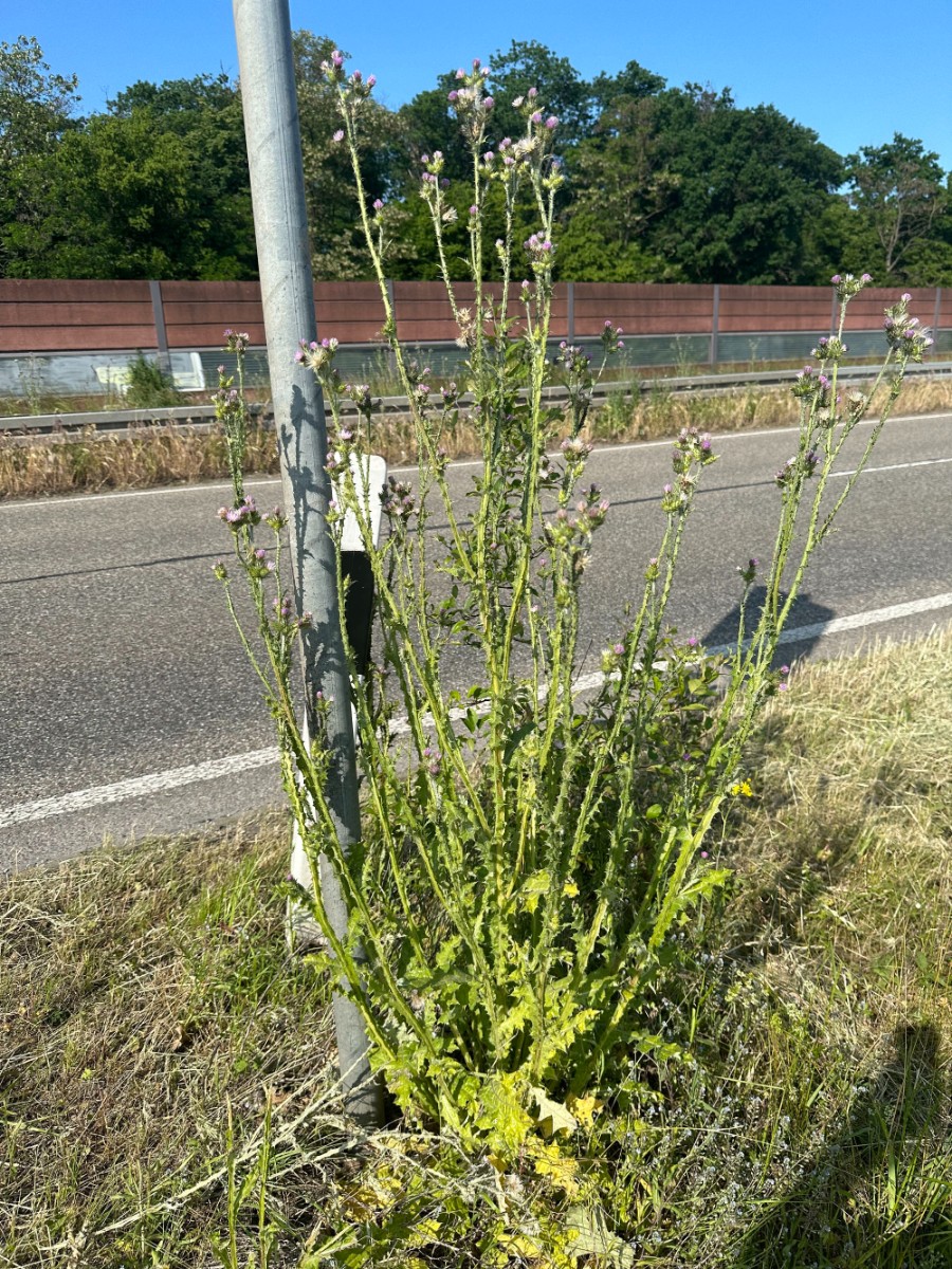 Carduus tenuiflorus Bruchsal B 35 Spargelhof Böser I01.jpg