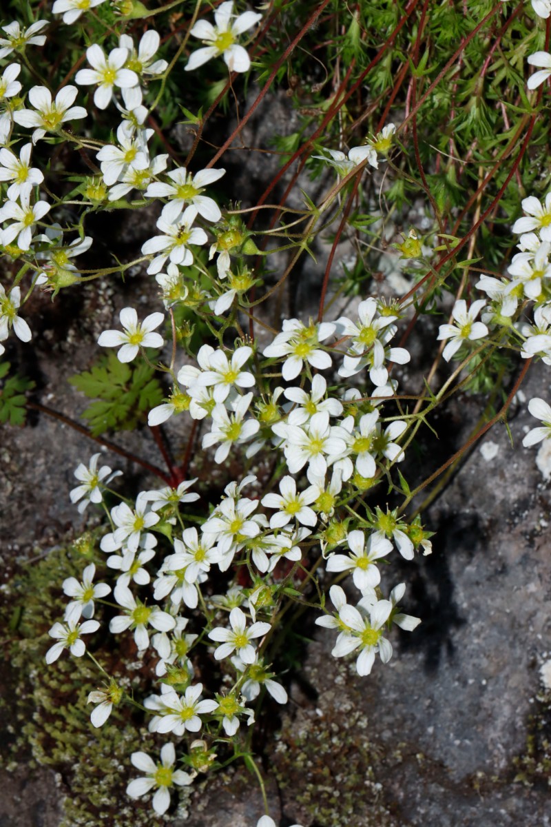 Saxifraga rosacea ssp sponhemica S Idar-Oberstein Bahnunterführung A04.jpg