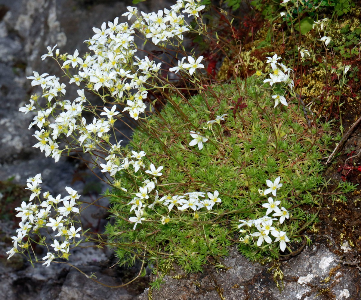 Saxifraga rosacea ssp sponhemica S Idar-Oberstein Bahnunterführung A06.jpg