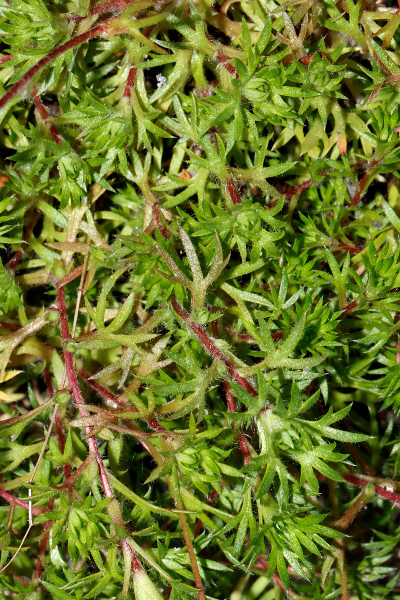 Saxifraga rosacea ssp sponhemica S Idar-Oberstein Bahnunterführung A11.jpg