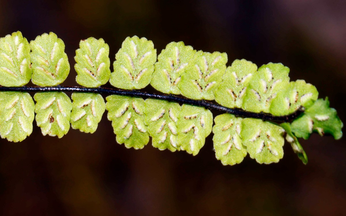 Asplenium trichomanes ssp pachyrhachis Ruine Trifels A03.jpg