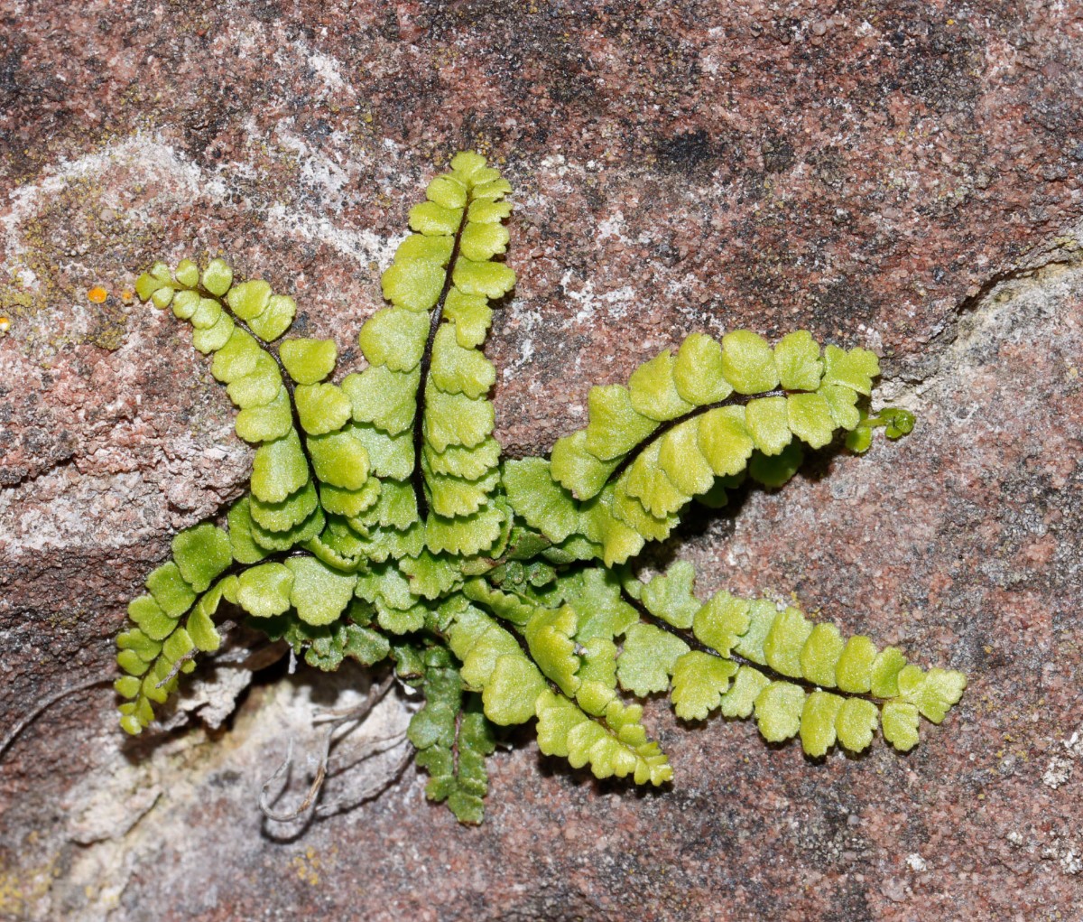 Asplenium trichomanes ssp pachyrhachis Ruine Trifels A04.jpg