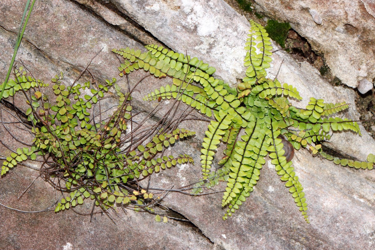 Asplenium trichomanes ssp pachyrhachis und quadrivalens Ruine Trifels A01.jpg