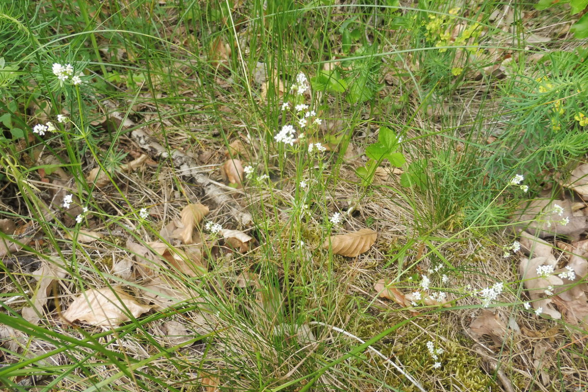 Galium suecicum 1.JPG