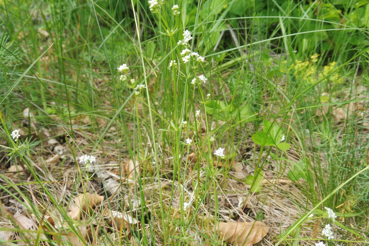 Galium suecicum 2.JPG