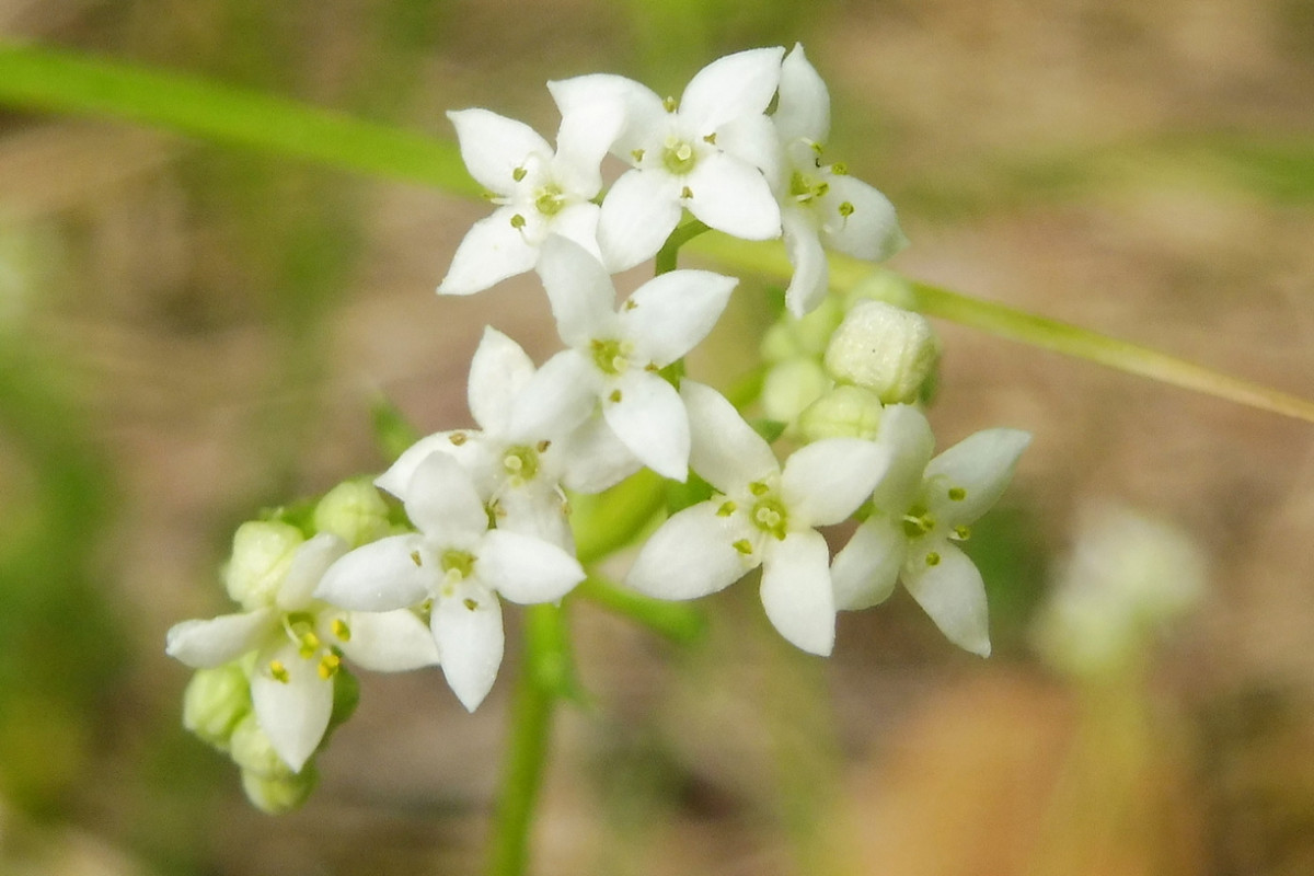 Galium suecicum 3.JPG