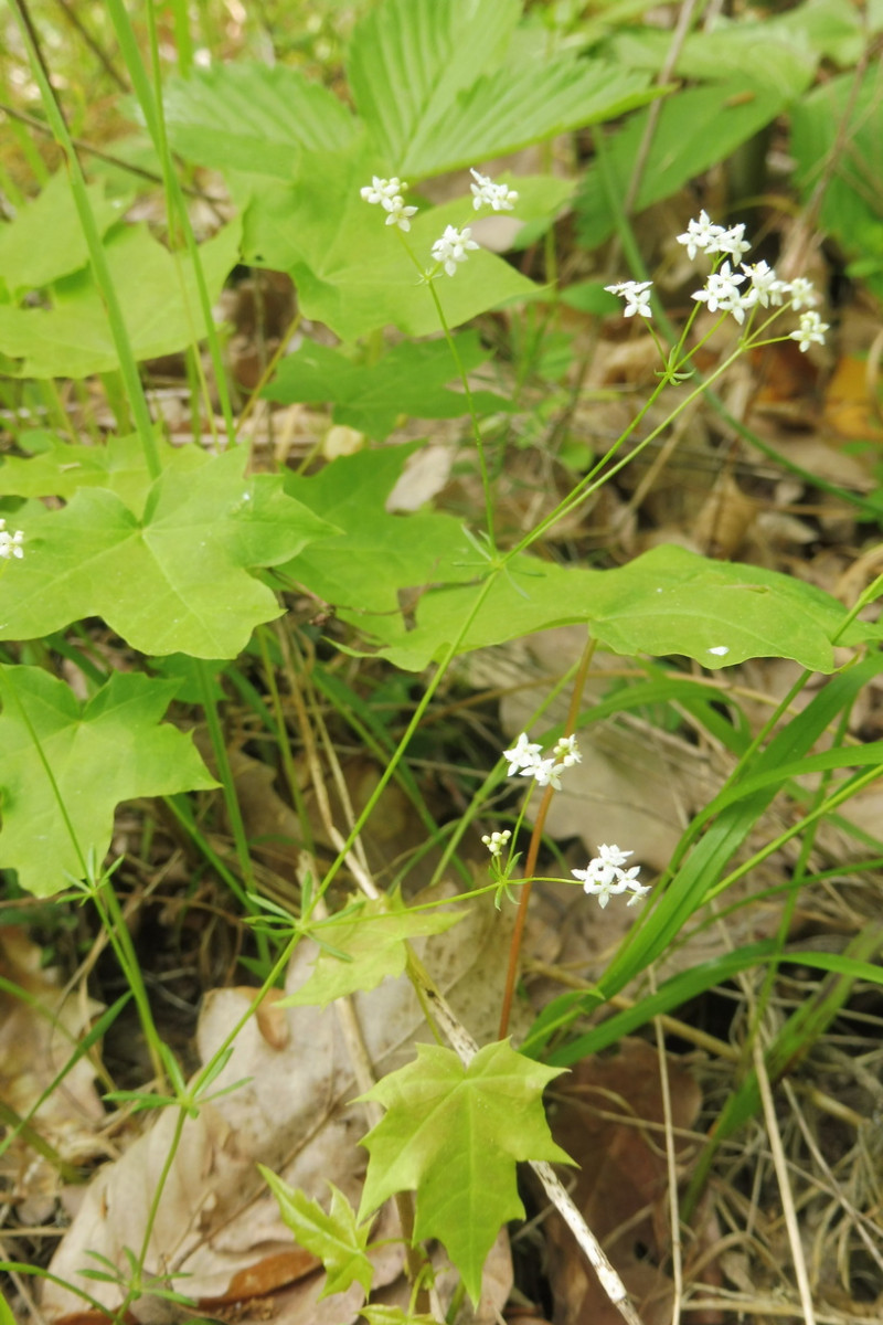 Galium suecicum 4.JPG