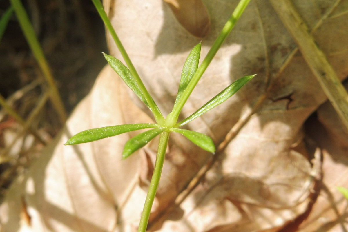 Galium suecicum 5.JPG