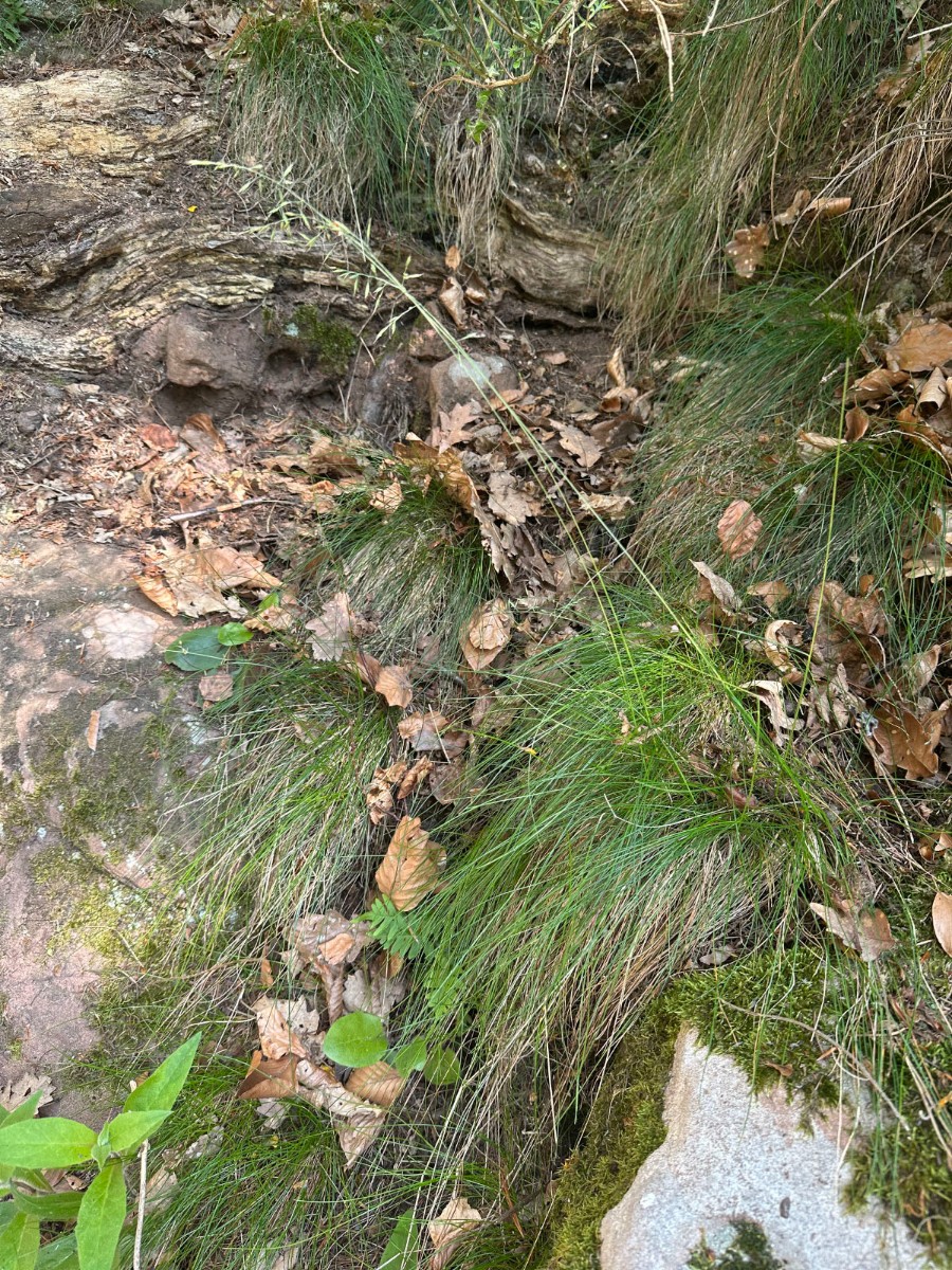 Festuca heteropachys unterhalb Ruine Trifels I02.jpg