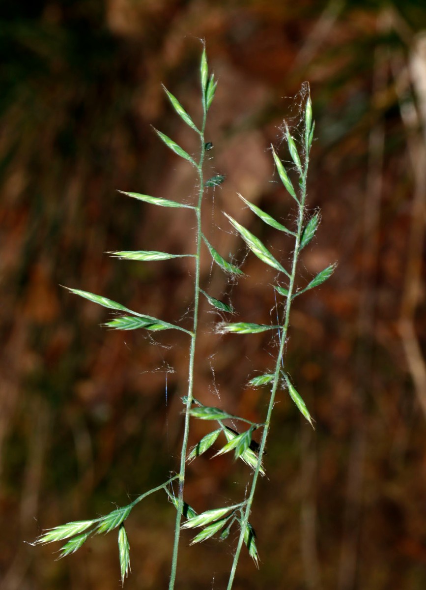 Festuca heteropachys Waldböschung unterhalb Ruine Trifels A07.jpg