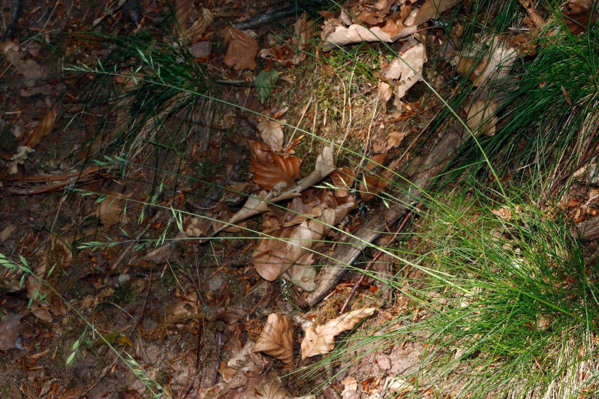 Festuca heteropachys Waldböschung unterhalb Ruine Trifels A12.jpg