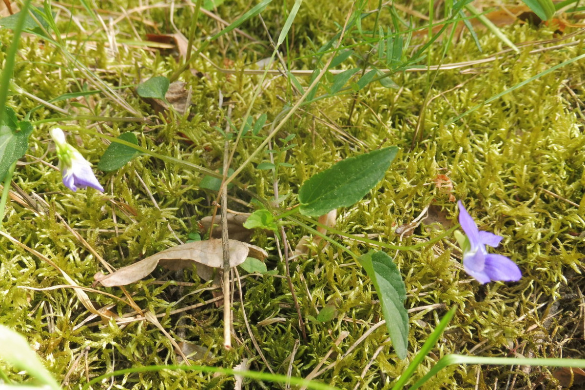 Viola canina 1.JPG