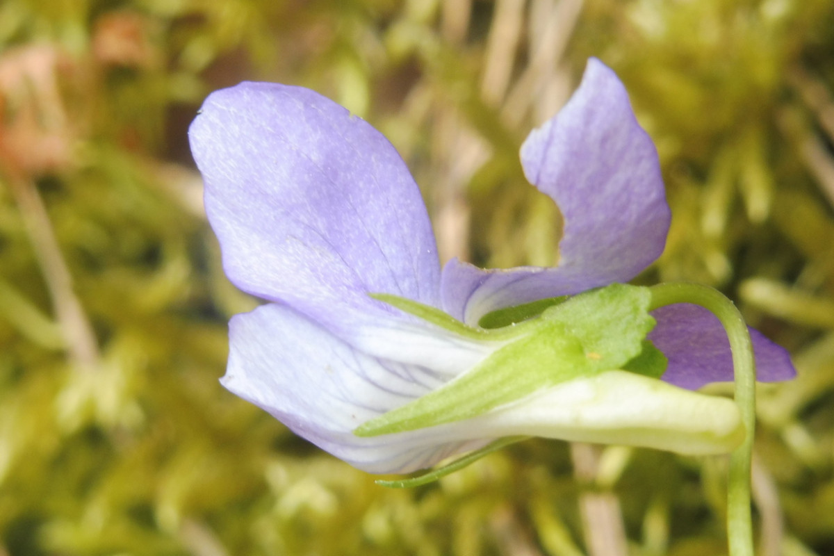 Viola canina 2.JPG