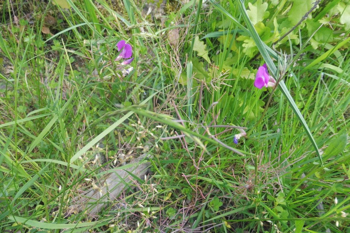 Vicia angustifolia 1.JPG