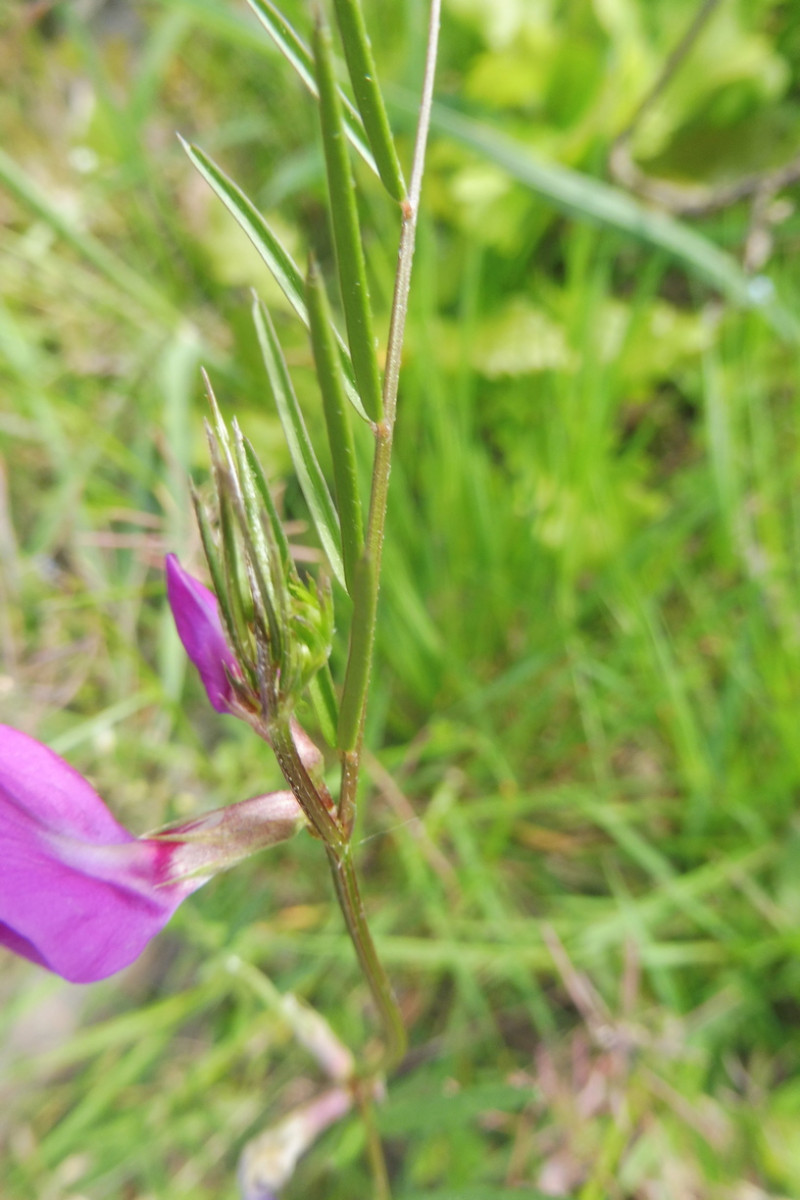 Vicia angustifolia 2.JPG