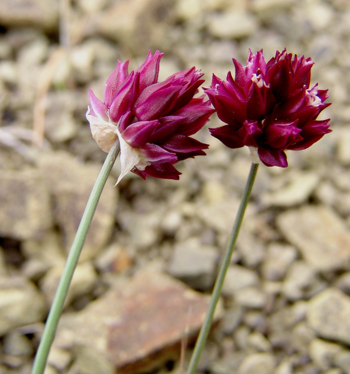 Allium junceum MoniArtamiti 0398-1.jpg