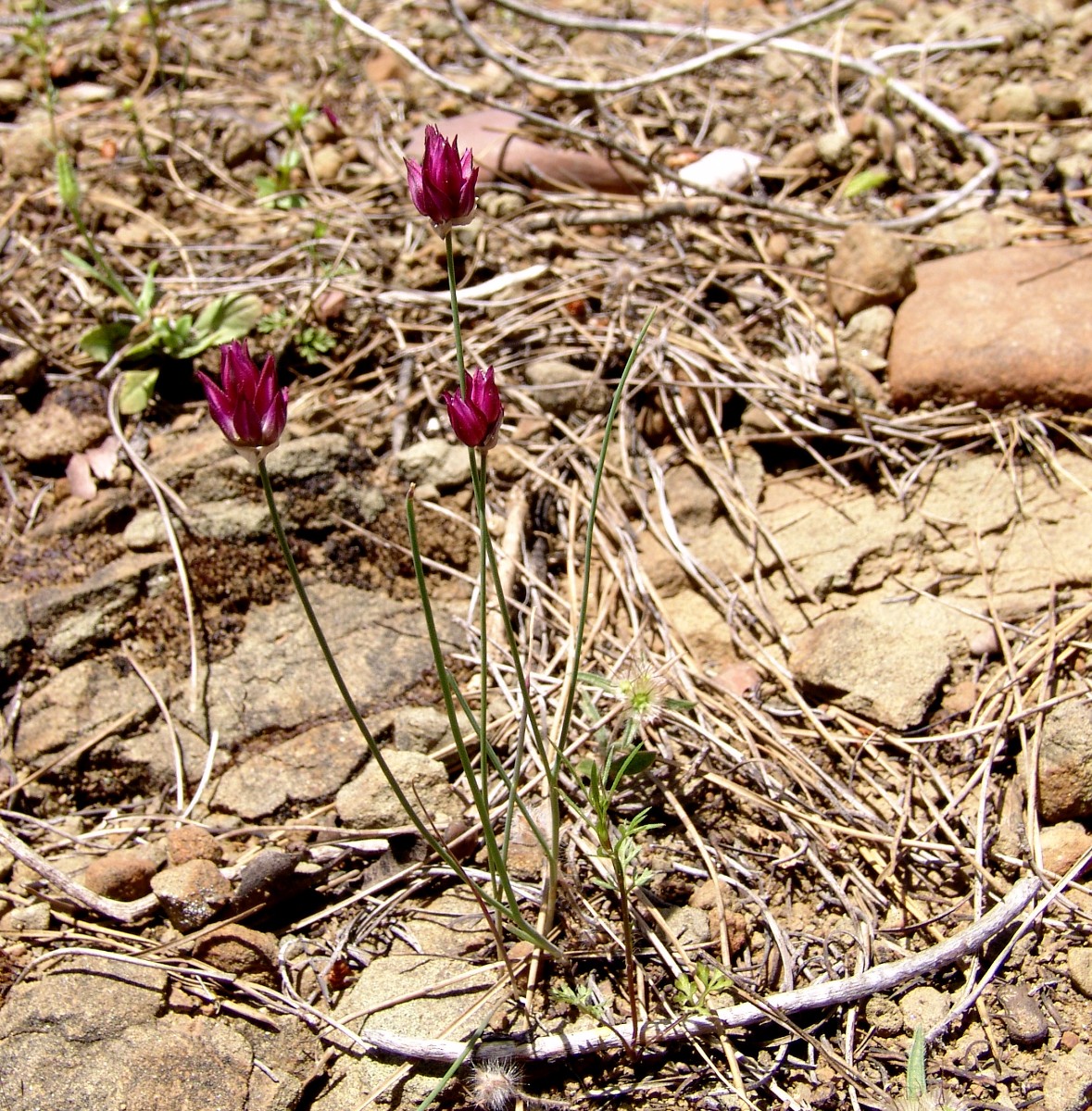 Allium junceum MoniArtamiti 0708-1.jpg