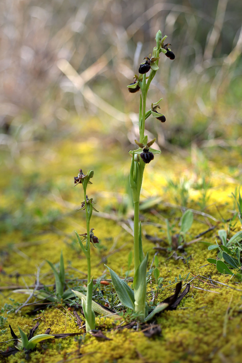 10_12_Ophrys passionis_0285.jpg