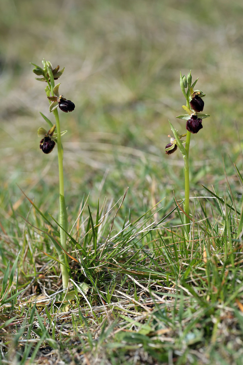 10_Ophrys passionis_0298_1.jpg