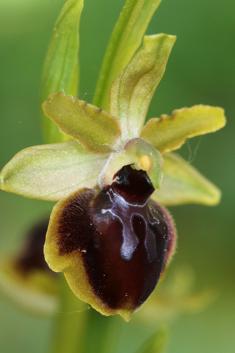11_15_Ophrys passionis_0323.jpg