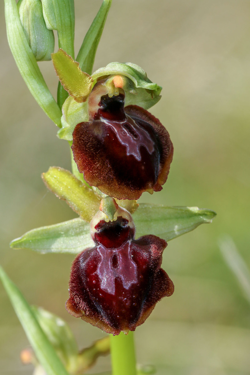12_14_Ophrys passionis_0308.jpg