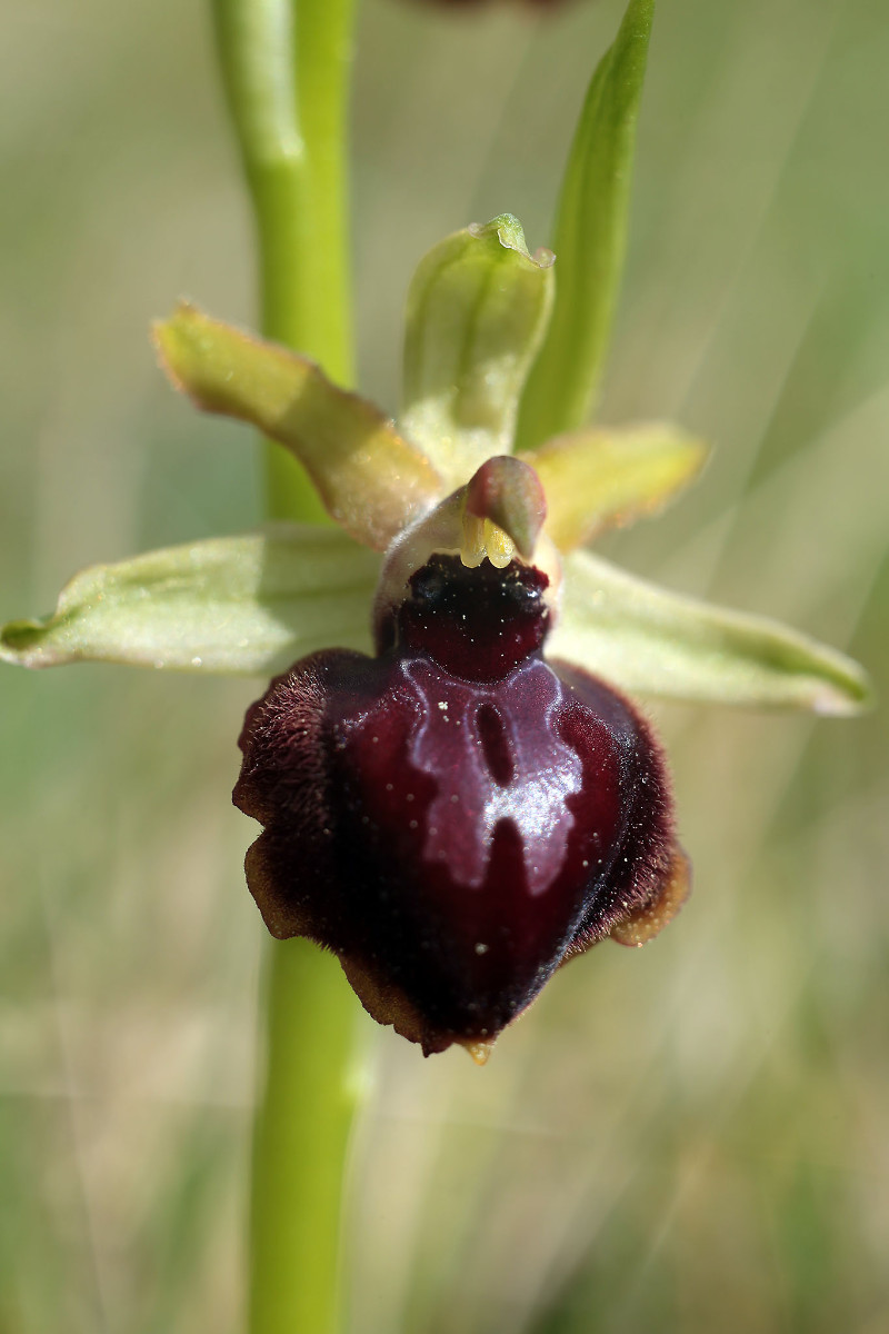 13_13_Ophrys passionis_0302.jpg
