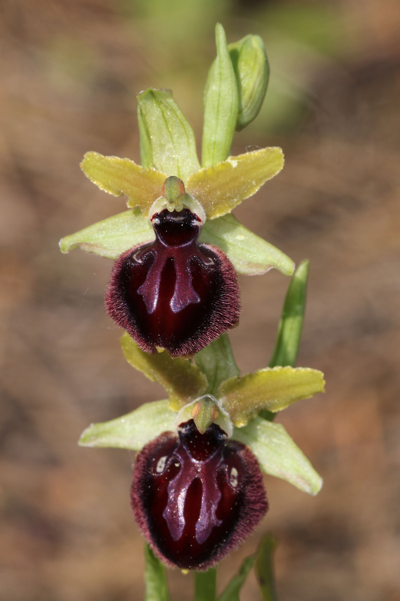14_16_Ophrys passionis_0336.jpg