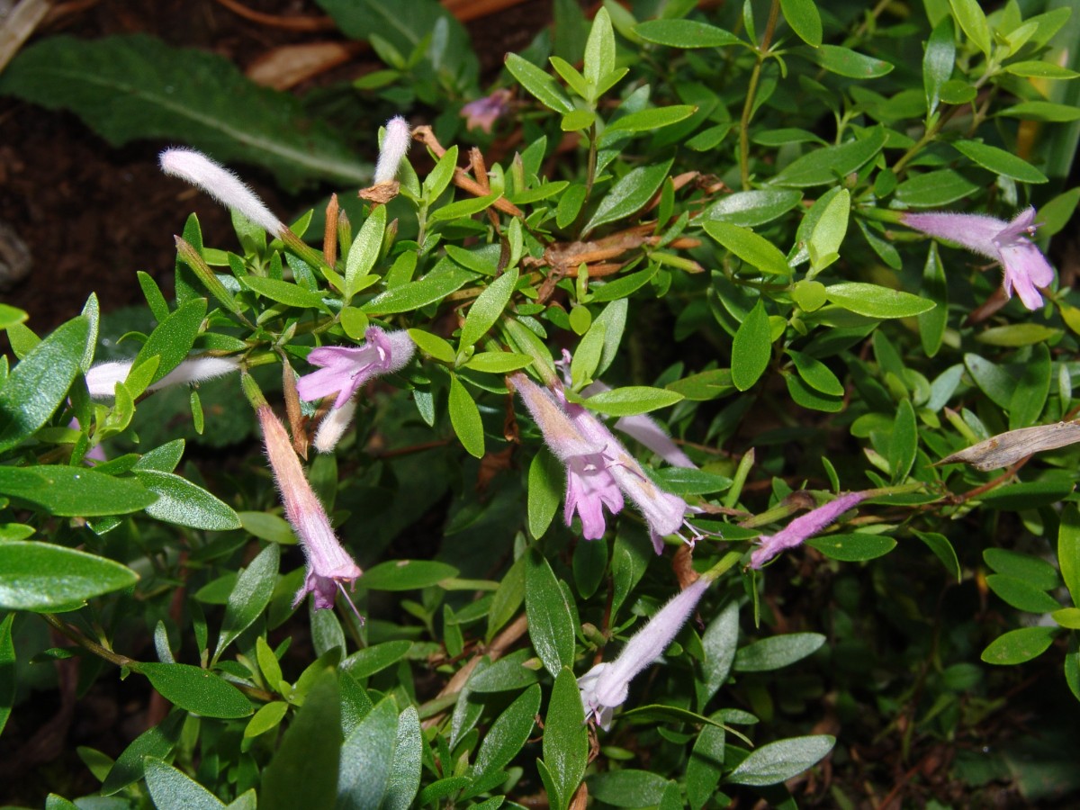 Poliomintha longiflora GartenWeiherberg G61.jpg