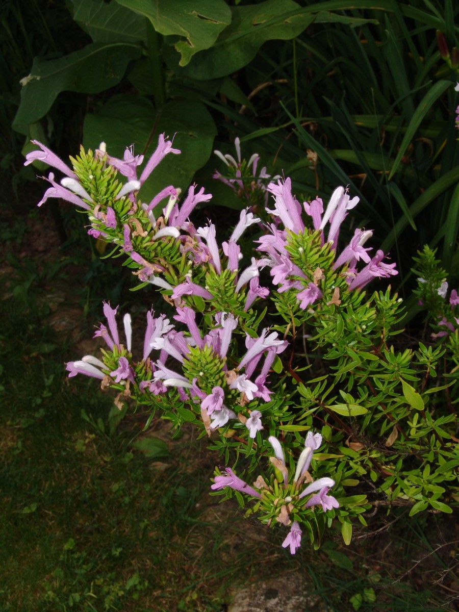 Poliomintha longiflora Weiherberg15 G74.jpg